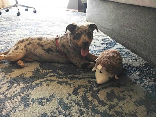 Sunny in the hotel with a toy