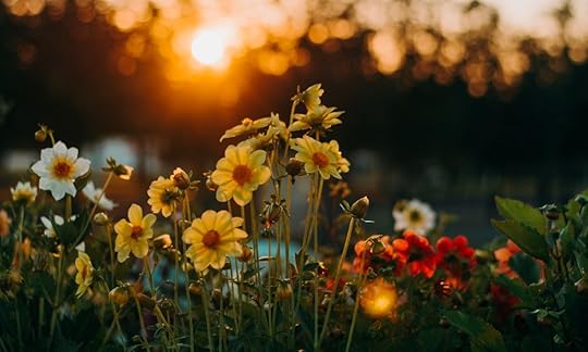 sunrise over a field of flowers; one-hour a day to your first draft