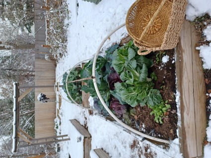 A low tunnel that has been recently opened to harvest a full bed of cold hardy vegetables like pak choi, cabbages and kale.