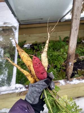 Fresh harvested carrots from a cold frame during winter surrounded in snow.