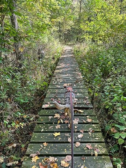 Across the wood plank