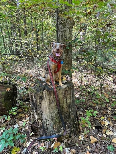 Sunny on a tree stump