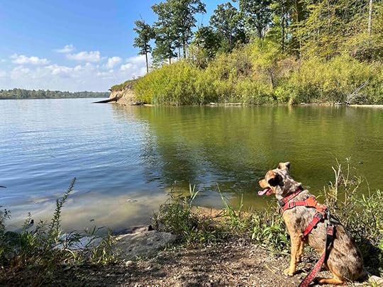 Mississinewa River at Lost Sister Trail