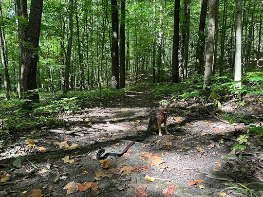in the woods at Seven Pillar Nature Preserve