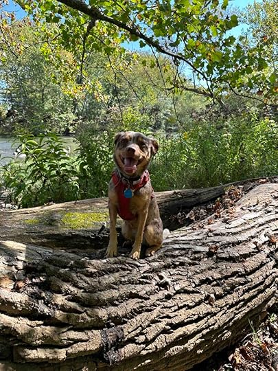 Sunny at Seven Pillars Nature Preserve