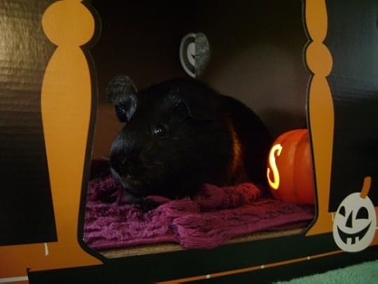 Rachel E Smith guinea pig Salem