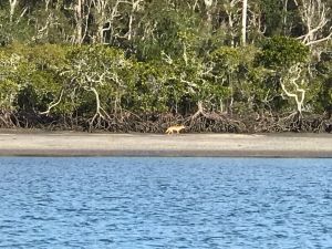 A dingo on a beach at K'gari (Fraser Island)