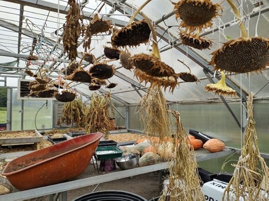 Sunflower heads, seeds and gourds drying and curing in a greenhouse