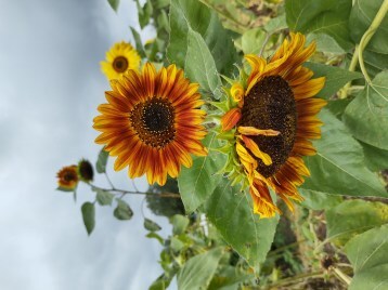 Orange and rust colored Sunflowers
