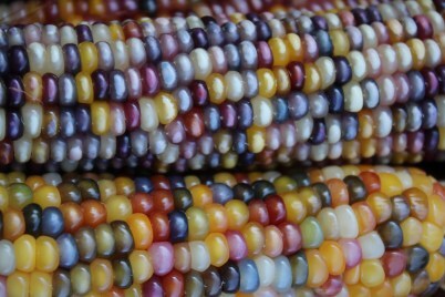Glass Gem Corn close up of all the rainbow colored corn kernels