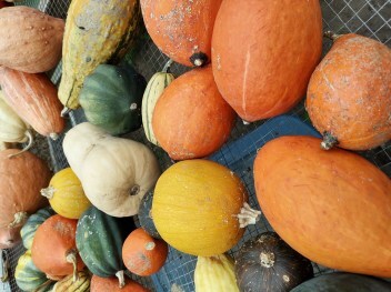 Gourds drying