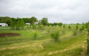 Planting that follows the contour of the land with native fruiting trees and shrubs.