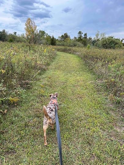 the field trail at Kauffman Nature Sanctuary