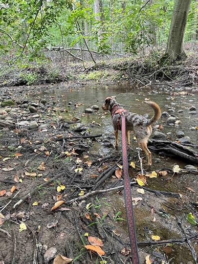 the stream at Kauffman Nature Sanctuary