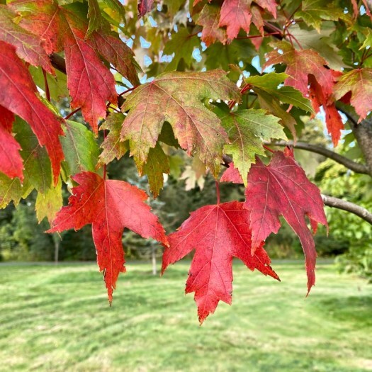 red maple autumn leaves