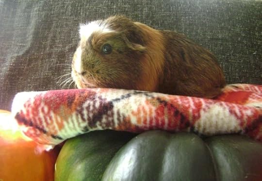 Rachel E Smith guinea pig Peregrine