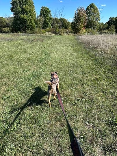 grass trail at Metea County Park