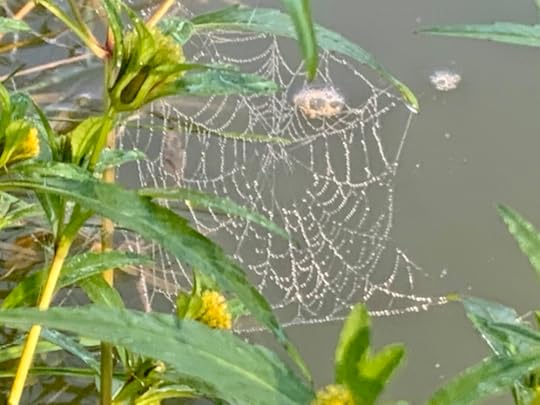 A spiderweb glittering with dew