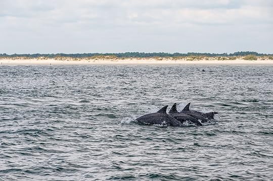 dolphins in north myrtle beach