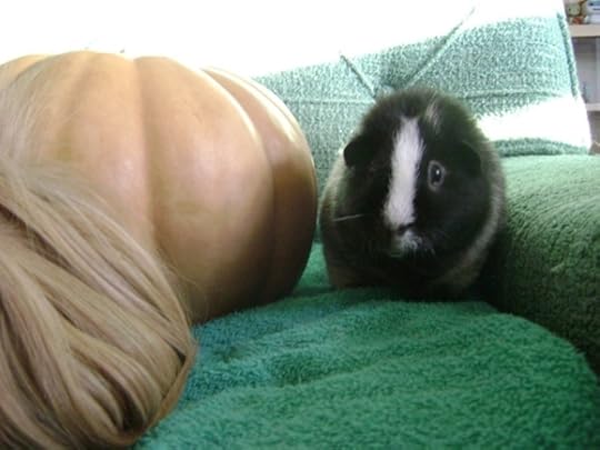 Rachel E Smith guinea pigs Danger Crumples and Ozymandias