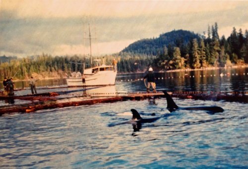 tumblr-inline-s2duivk-HNp1wj18am-500