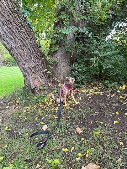 pretty girl by a tree
