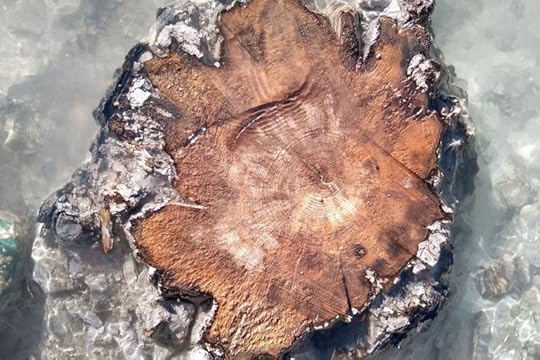 tree rings solar storm