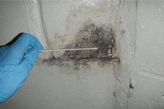 Mold Remediation Service