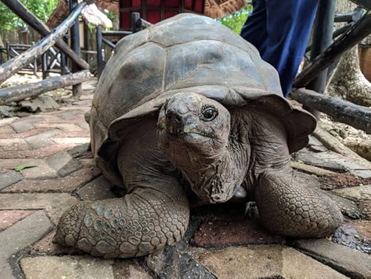 Tortoise from close - Changuu - Prison Island near Zanzibar, Tanzania.