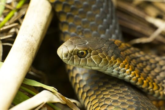 Leica Noctivid & the Great Ocean Road with brand new binoculars