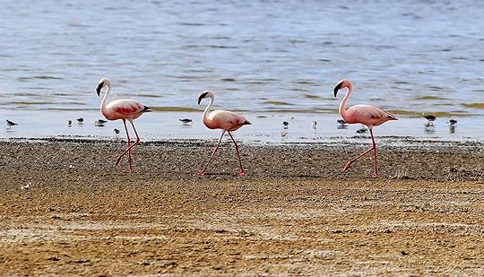 Flamingoes in Lake Nakuru National Park