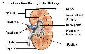 The Top 5 Signs Of Kidney Failure And What To Do About Them