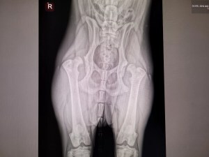 Hip x-ray for Xena Puppy Warrior Princess