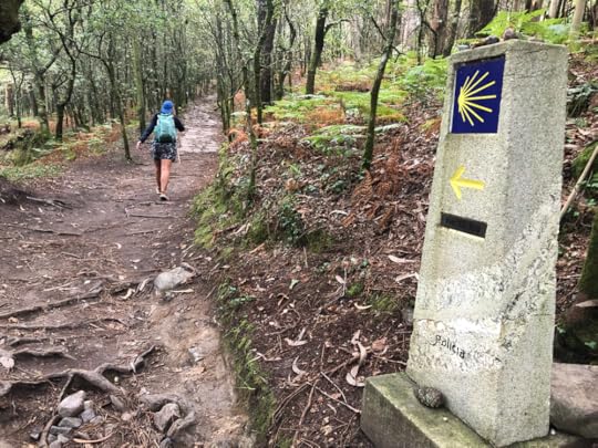 Forest path, final stage of the Portuguese Camino