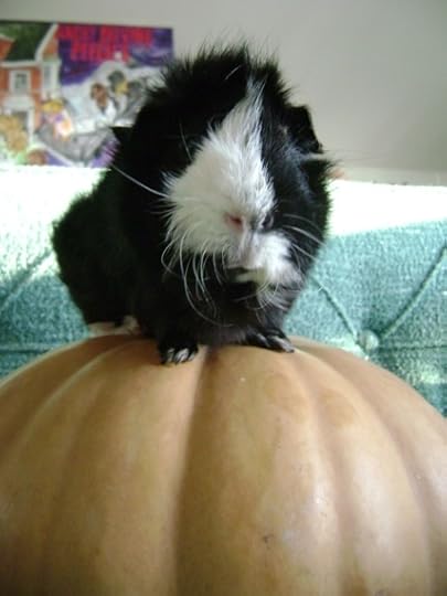 Rachel E Smith guinea pig Thaddeus