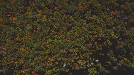 Greenery trees in a forest.