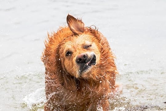 golden retriever shaking off water