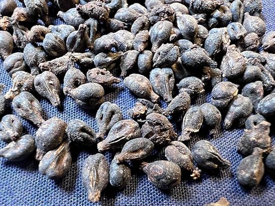 preserved grape seeds