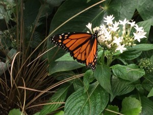 Butterfly on leaf