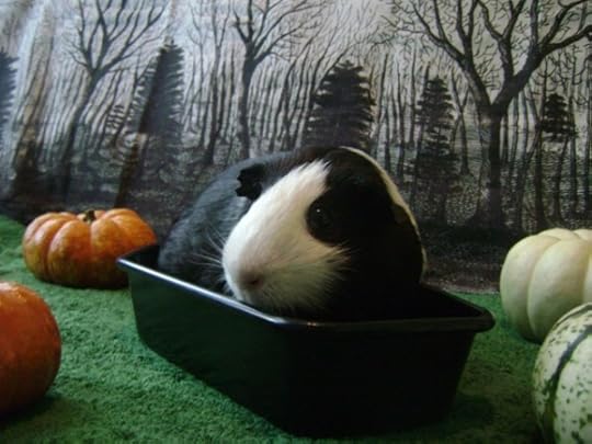 Rachel E Smith guinea pig Thorfinnur