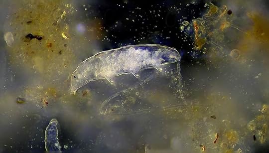 Tardigrade (water bear)