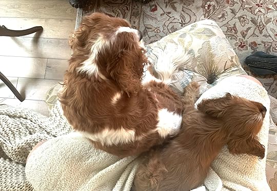 Meditating2pups14wks
