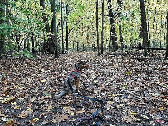 In the woods at Boot Lake Nature Preserve