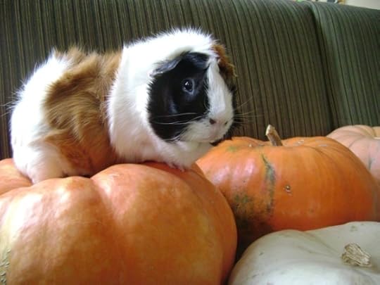 Rachel E Smith guinea pig Horace