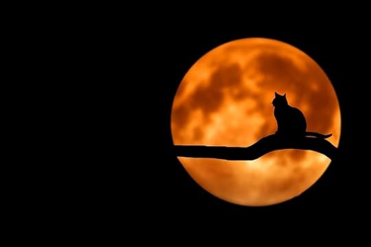 Orange full moon with a silhouette of a black cat on a tree limb on a black background.
