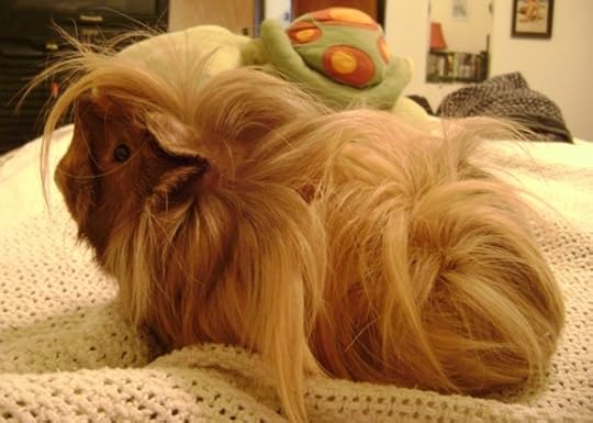 Rachel E Smith guinea pig Danger Crumples
