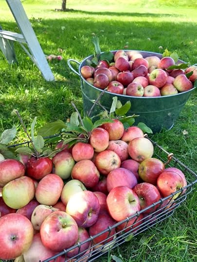 Metal bins and baskets of freshly harvested apples sitting on grass with a ladder in the background.