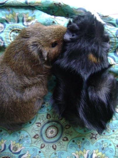 Rachel E Smith guinea pigs Pammy and Thaddeus