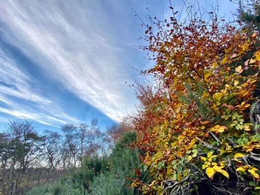 autumn leaves in the gloaming