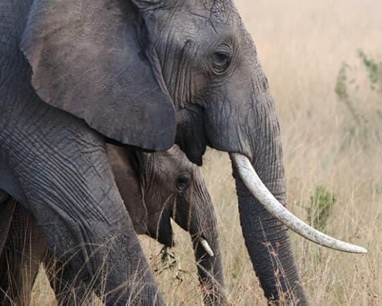 Wild Tomorrow, Why Wildlife Matters